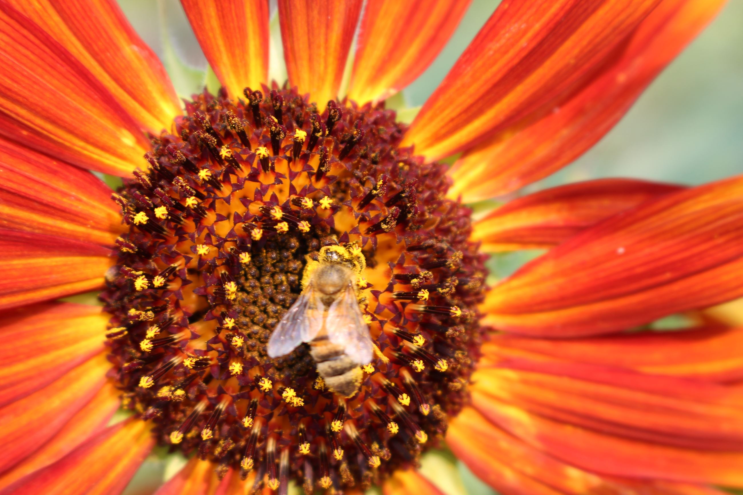 bee on sunflower