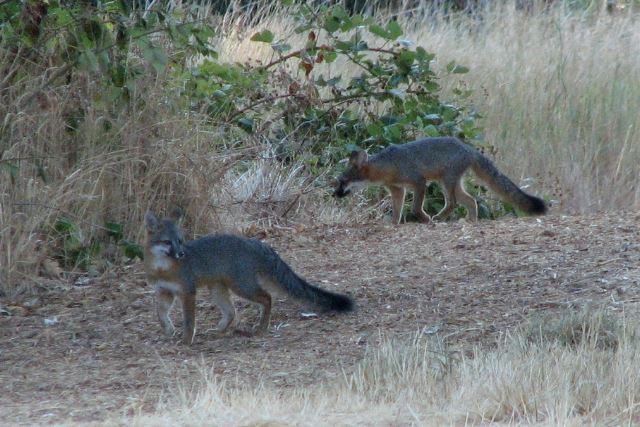 two grey foxes exploring an open area in North Mountain Park