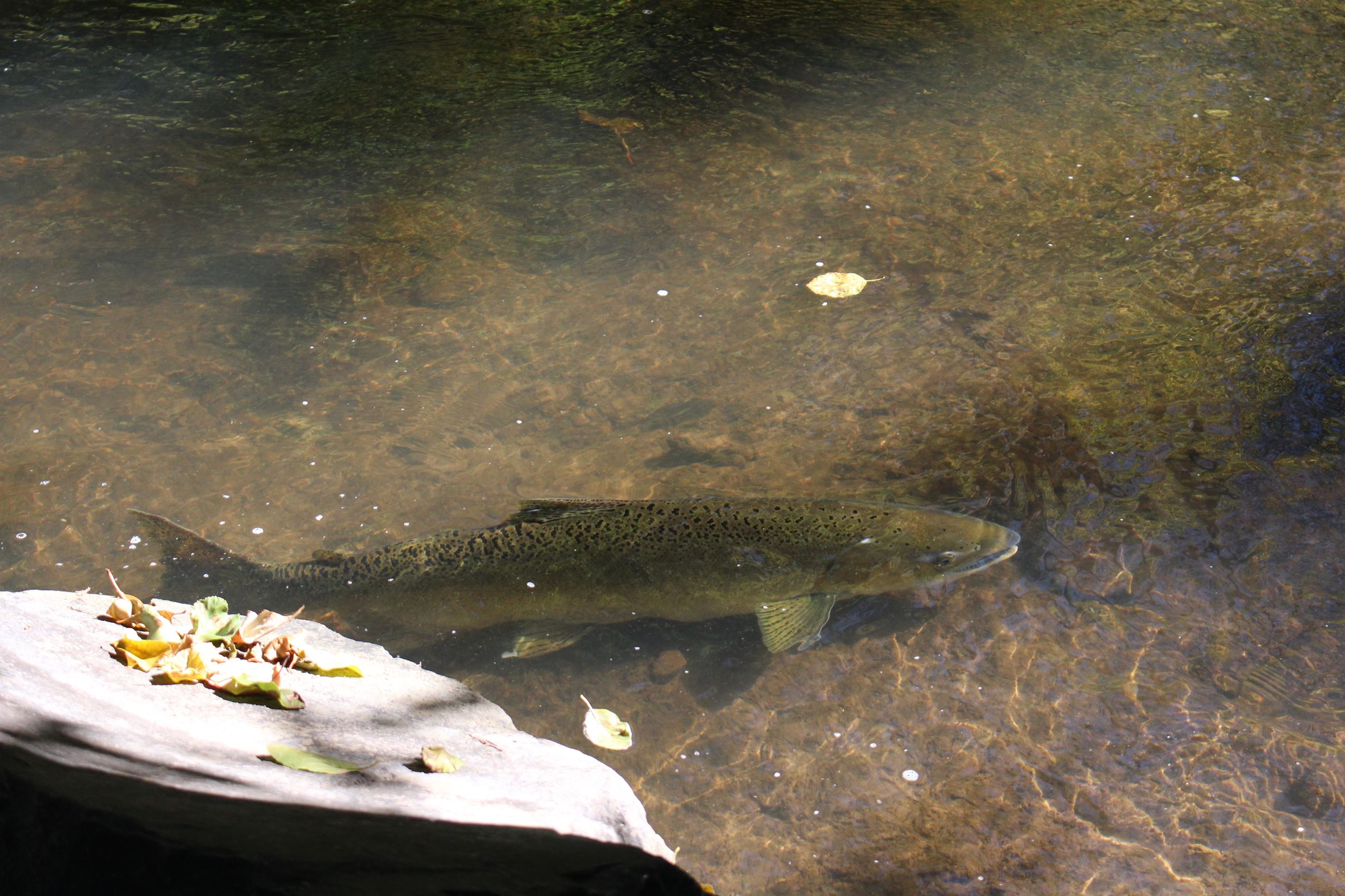 large salmon swimming in Bear Creek