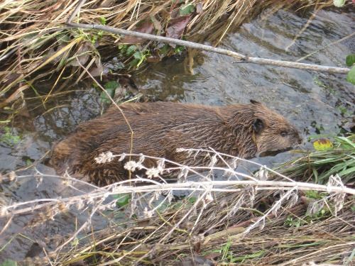 a beaver keeps it's head out of water as it swims in Bear Creek