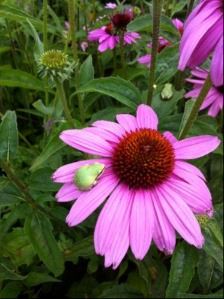 Pacific Tree Frog on Echinacea flower