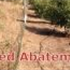 Weed Abatement