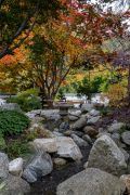 Japanese Garden Stream and fall colors 