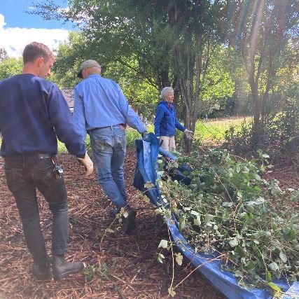 Volunteers haul a pile of blackberries on a tarp