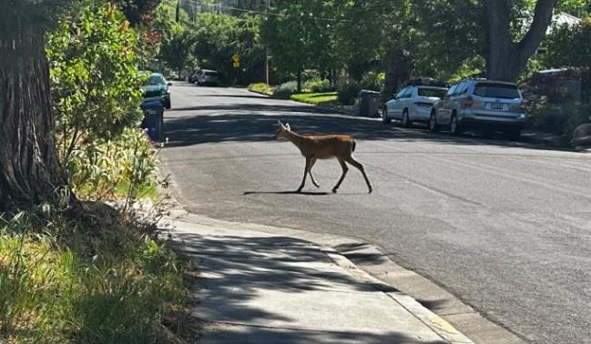 Deer crossing a street in a neighborhood