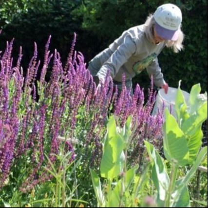 Supporting Garden Volunteer