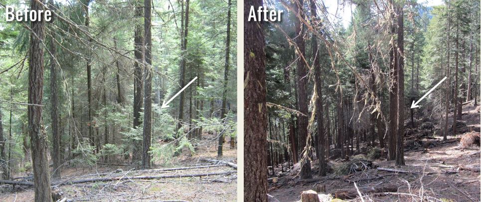 large trees, before and after thinning of small trees nearby