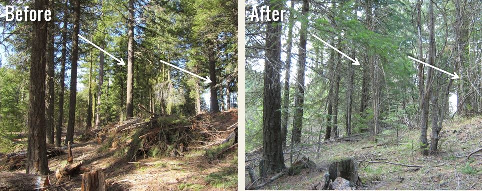 large trees, before and after thinning of small trees nearby