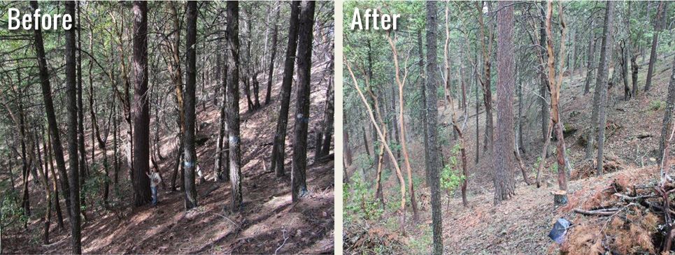 large trees, before and after thinning of small trees nearby