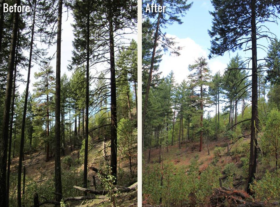 large trees, before and after thinning of small trees nearby