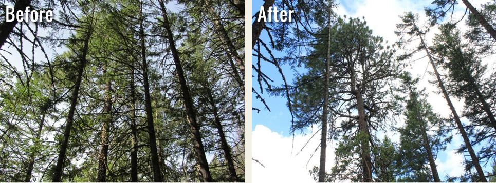 large trees, before and after thinning of small trees nearby