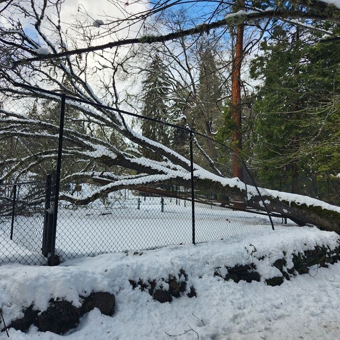 Winter storm takes out tree 