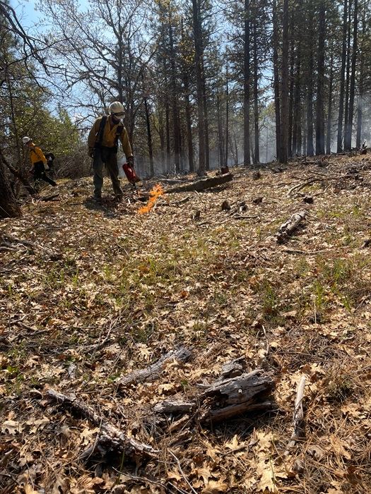 Person with a drip torch in the forest