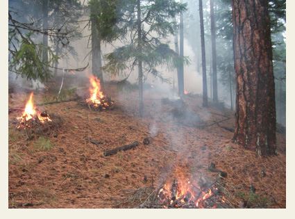 Small controlled fires in a forest area