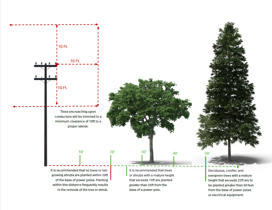 Two trees on a white background, to the right of a power line 