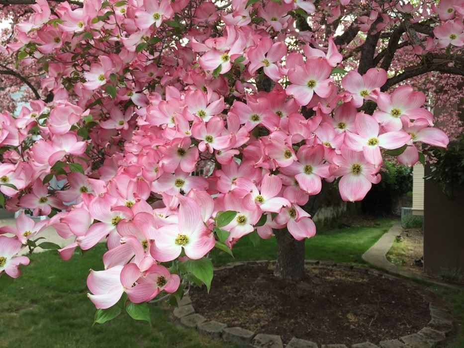 Ashland Dogwood Tree of the Year in 2017