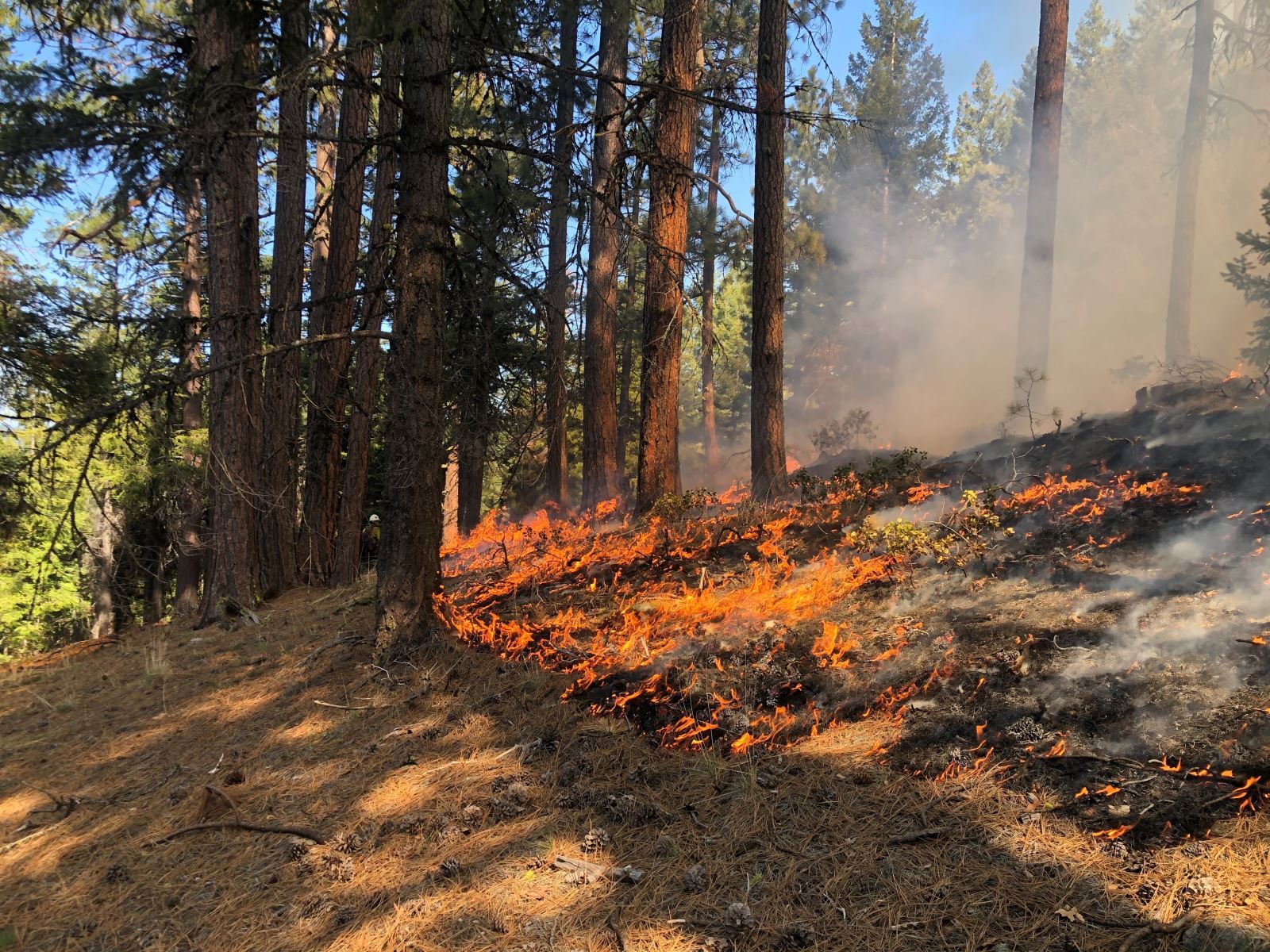A small fire burning off forest litter near some evergreen trees