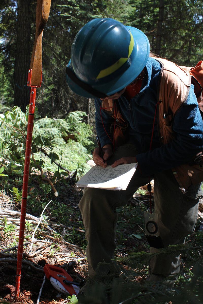A worker in a forest taking notes