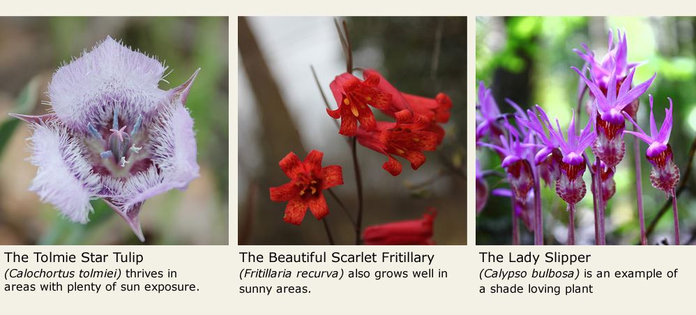 Tolmie star tulip, scarlet fritillary, and lady slipper
