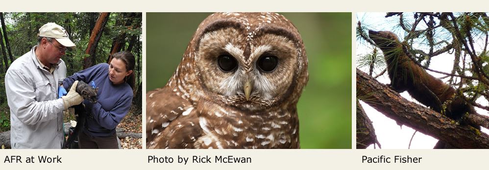 AFR at work, two people holding a small animal; owl, photo by Rick McEwan; Pacific fisher
