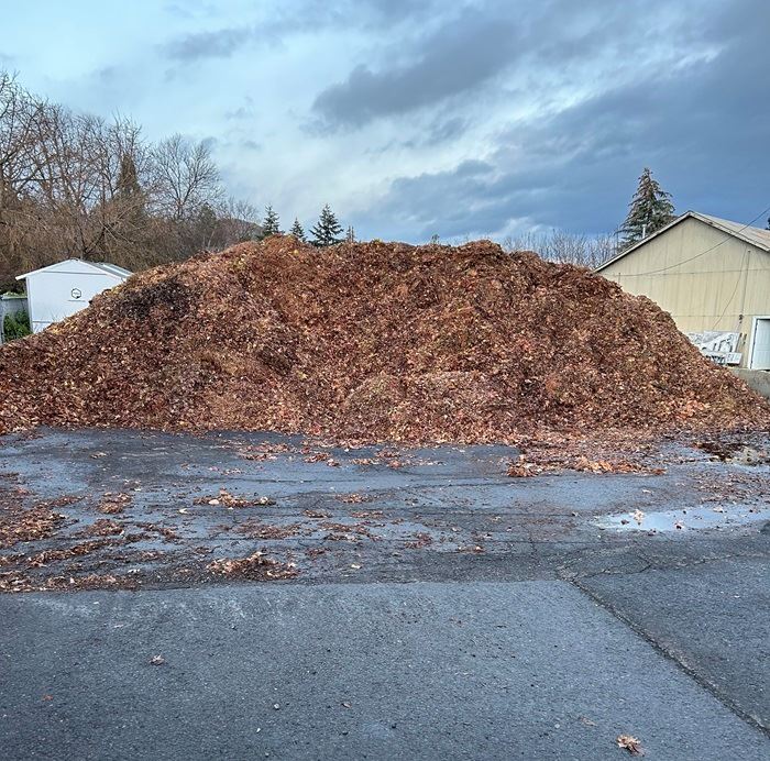 Leaves street collection