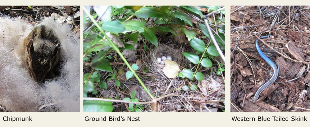 Chipmunk; ground bird's nest; western blue-tailed skink
