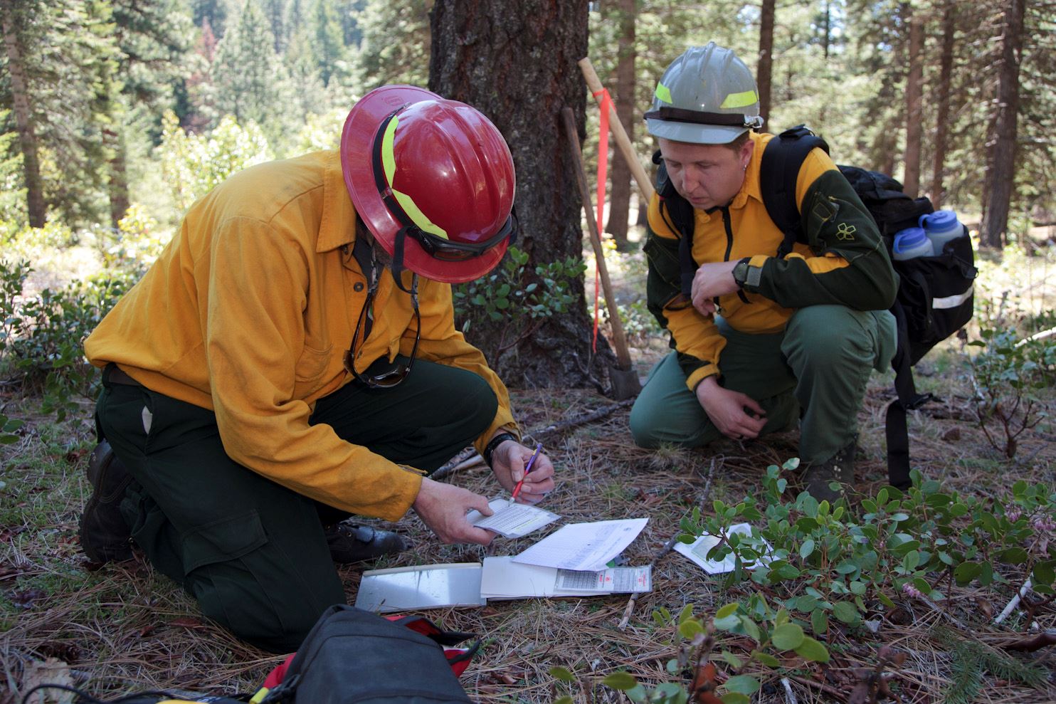 Workers kneel under a tree with documents spread out on the ground in front of them.