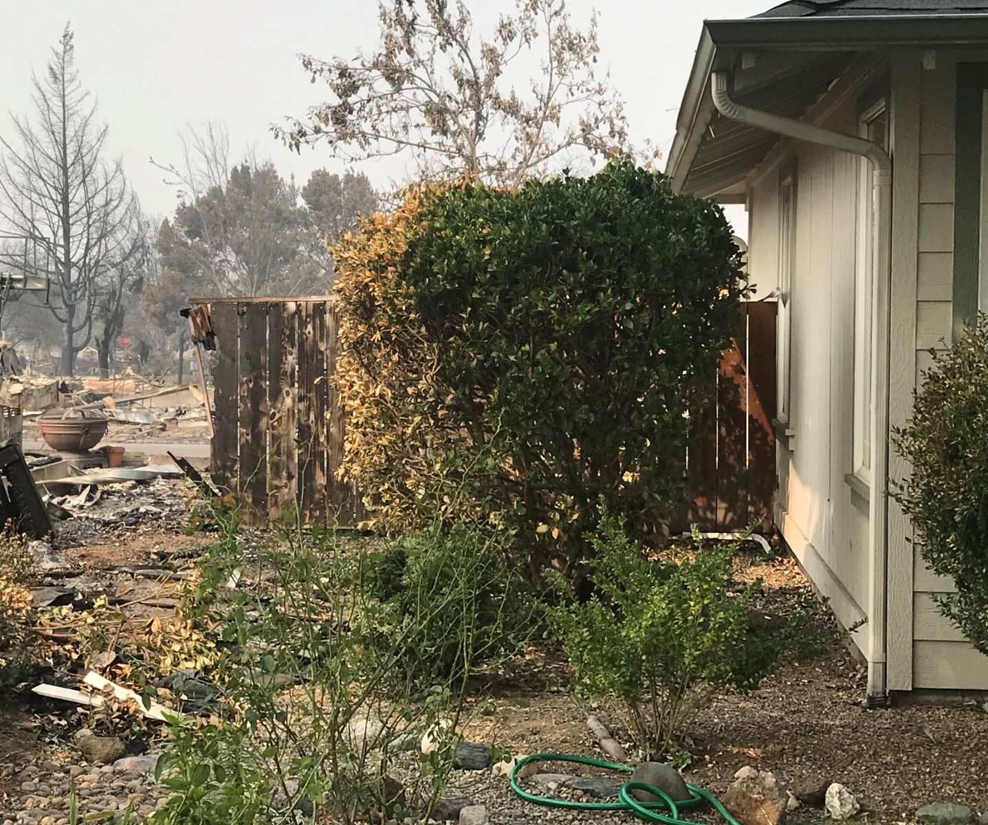 Flammable Privacy Landscaping 2