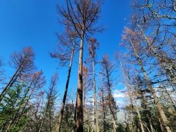 A picture of dead and dying trees in the forest above Ashland, taken from the ground looking up.
