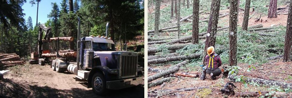 A logging truck and a worker crouched on the ground near a tree